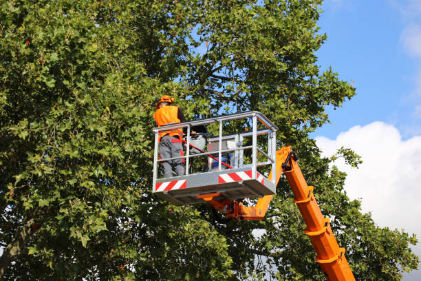  Quitman, TX Tree Service Pros